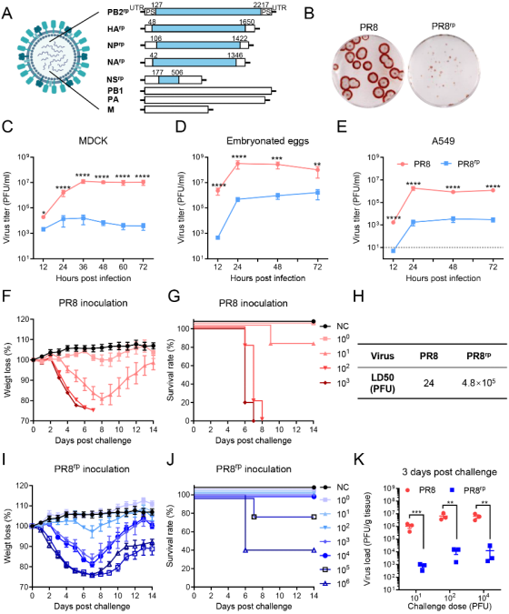 1765415432696365.png 1765415432696365.png